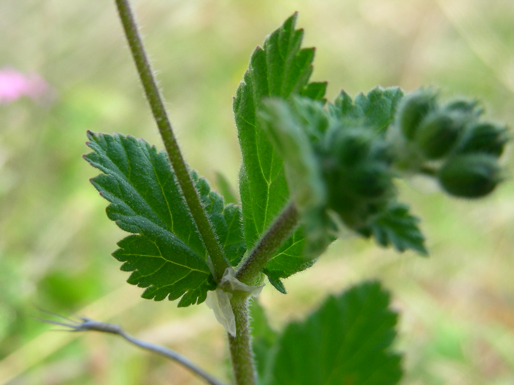 Erodium malacoides / Becco di gr malvaceo